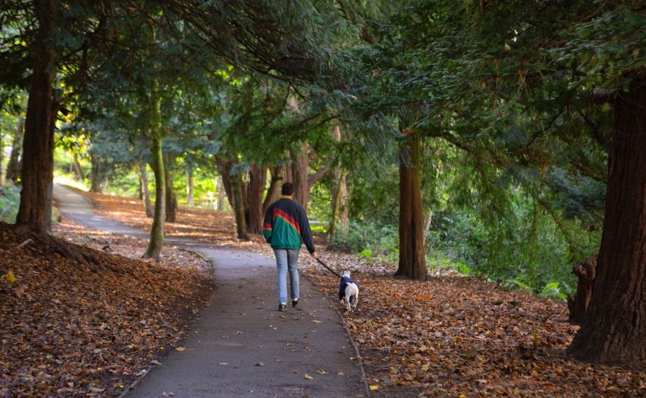 Man and his dog walking through woodland together